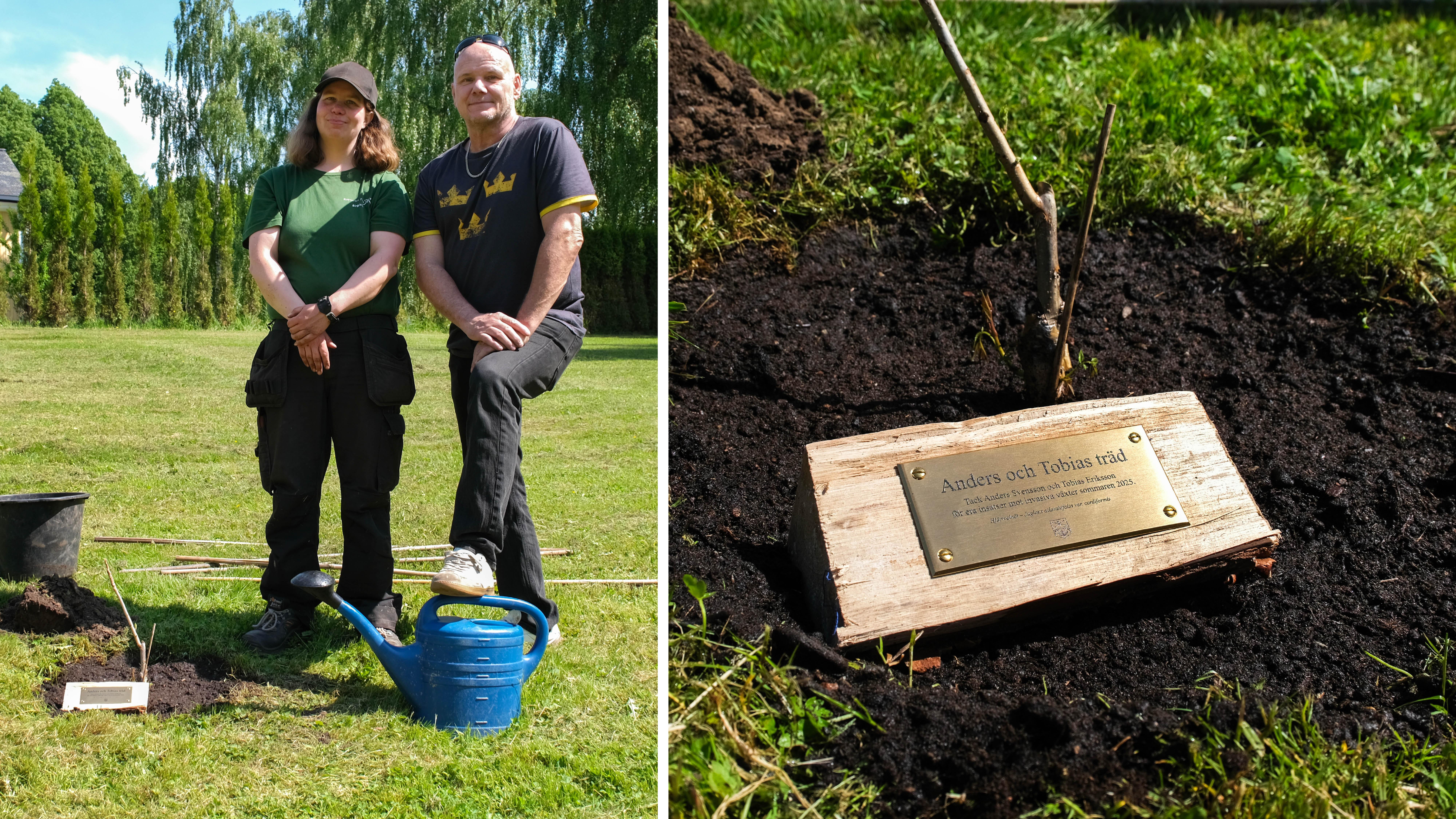 Birgitta, trädgårdspersonal på Rottneros Park, och Anders står intill det nyplanterade trädet.