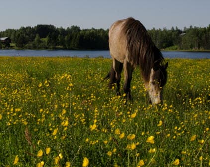Bild på en häst som betar