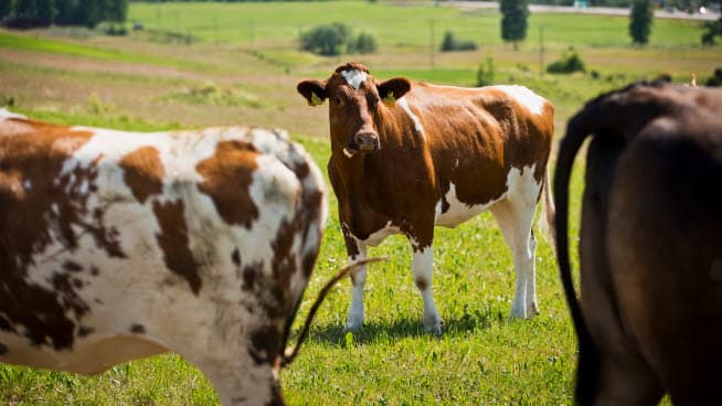 Dekorativ bild på kor