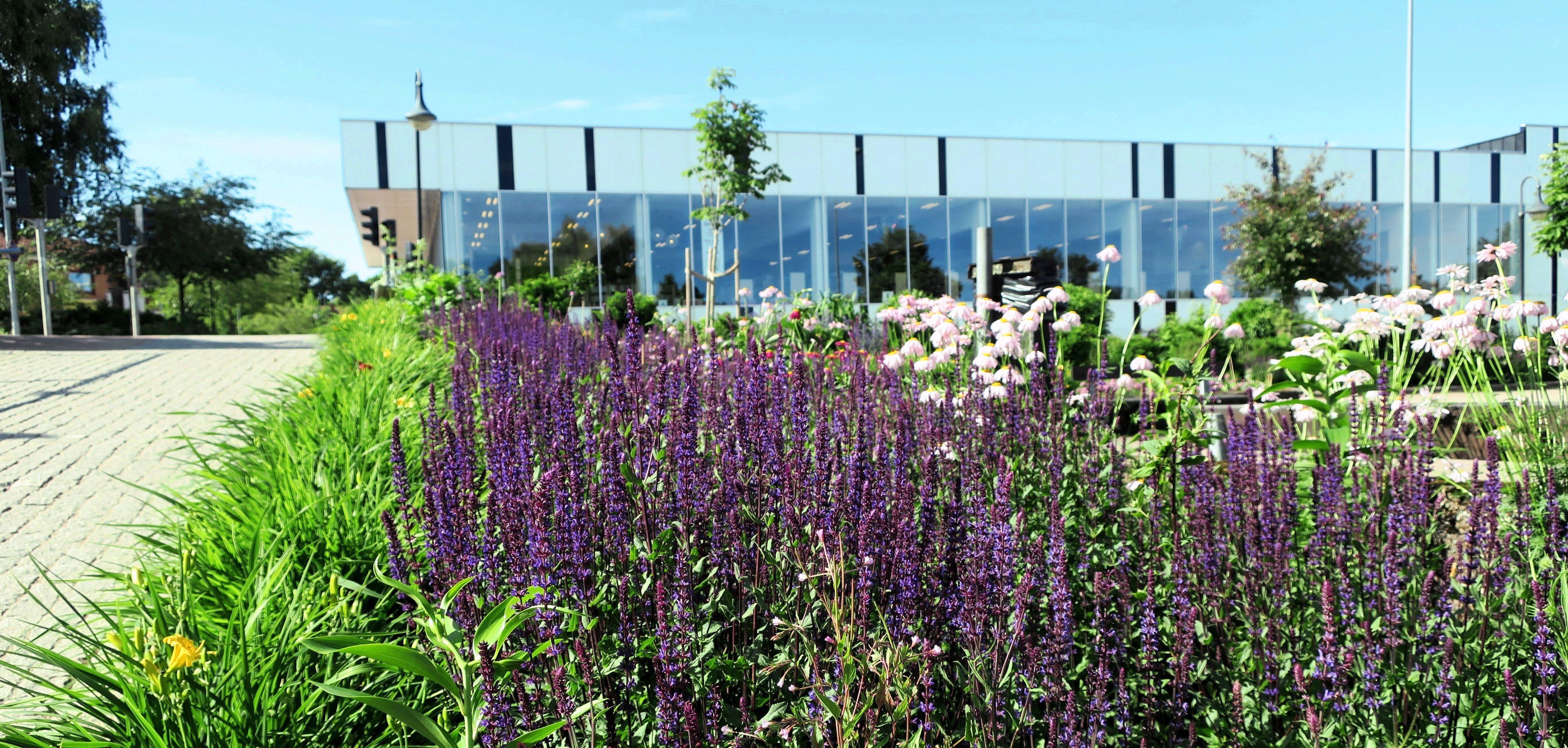 Bild på blommor utanför Sunne bibliotek