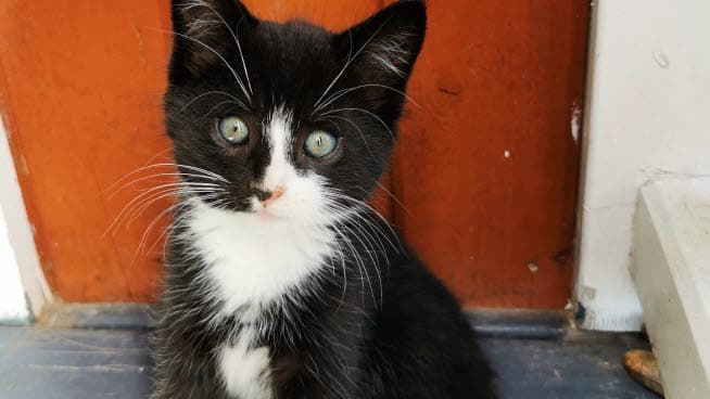 Dekorativ bild på kattunge