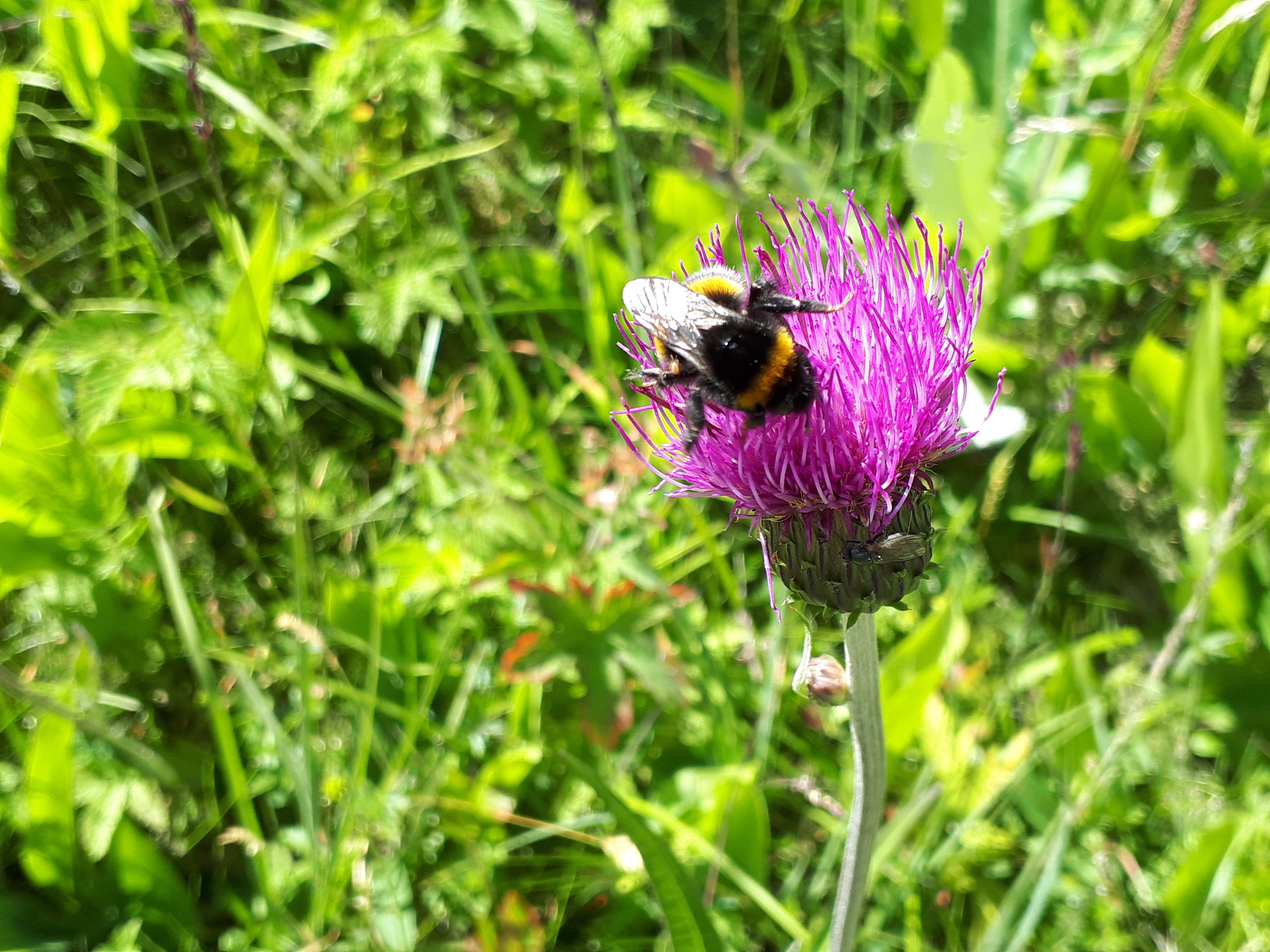 Du kan också göra insatser för vår natur. Följ våra tips.
