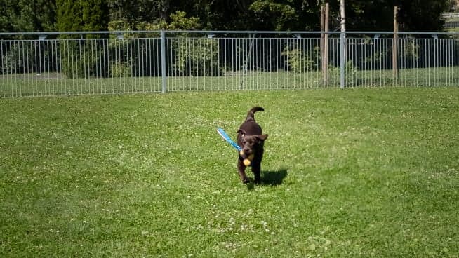 Hund som leker i hundrastgården.