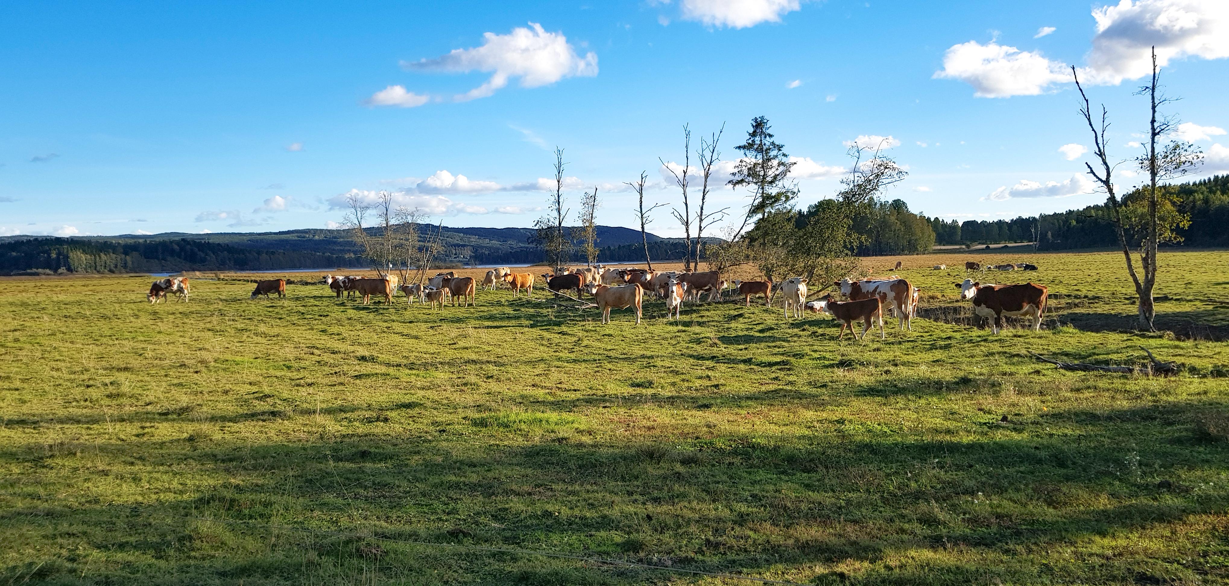Sjön Björken är ett fågelrikt våtmarksområde i Sunne med fina vandringsleder, rast- och grillplatser.