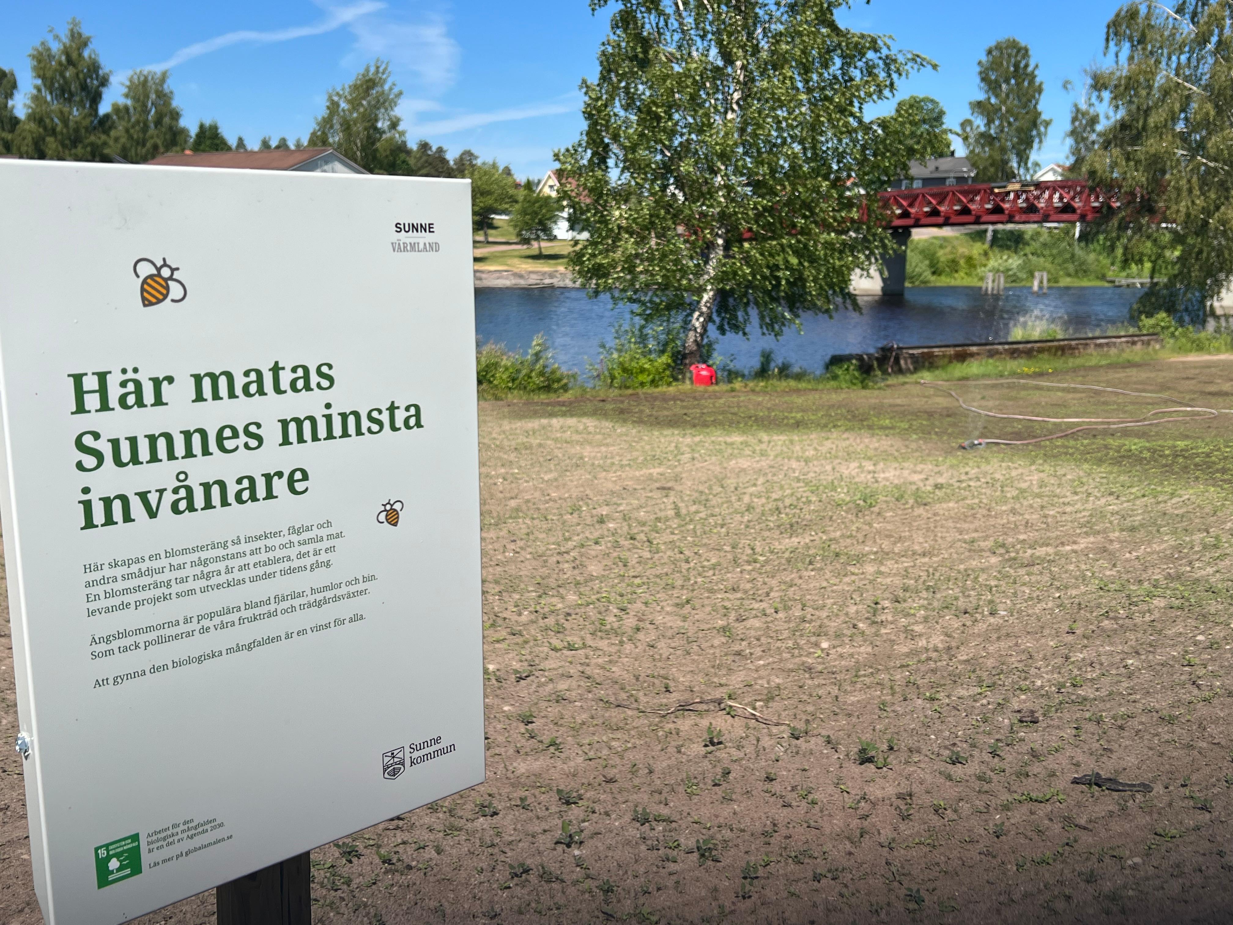 Blomsterängen söder om Bryggarebron är ett levande projekt som utvecklas över tid.