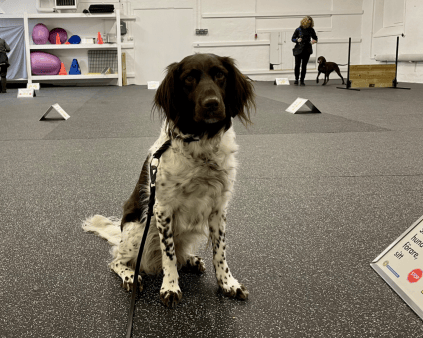 Bild på en hund på rastgården Wilda Tassar