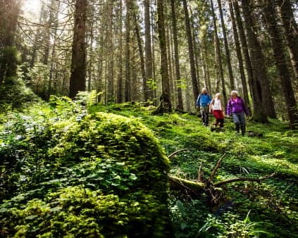 Bild på personer som vandrar i skogen