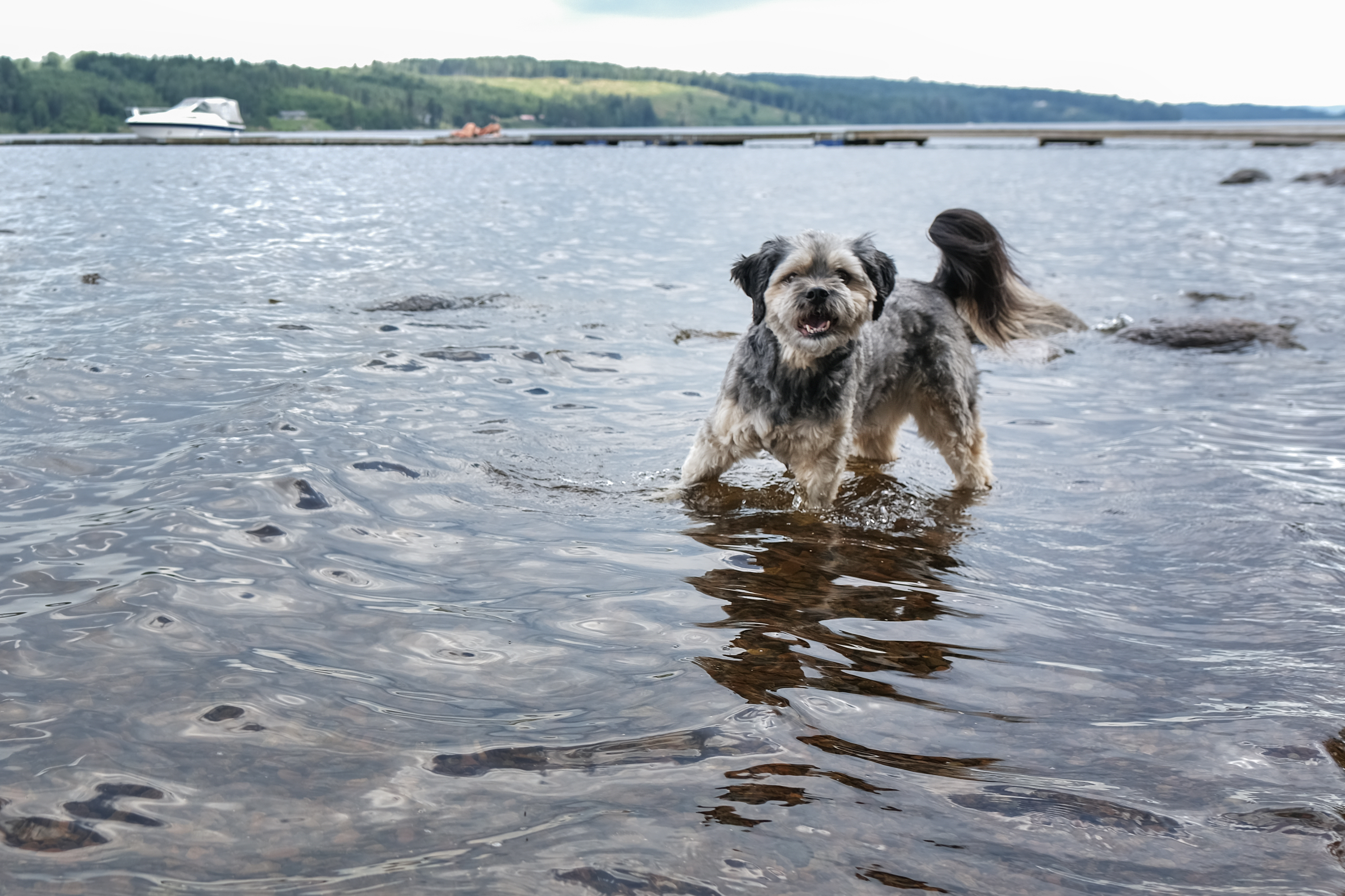 Hund som badar.