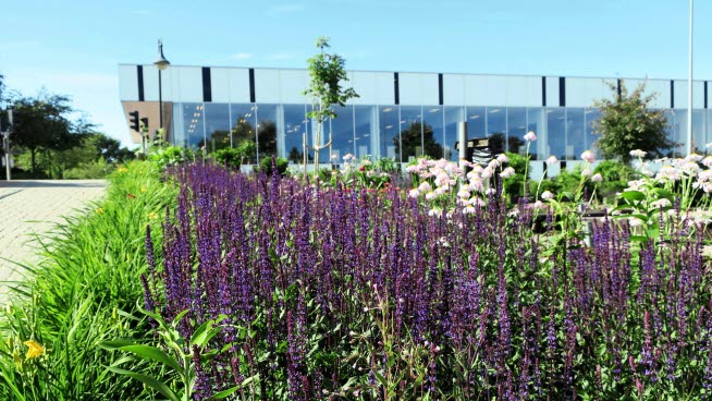 Bild på blommor utanför Sunne bibliotek